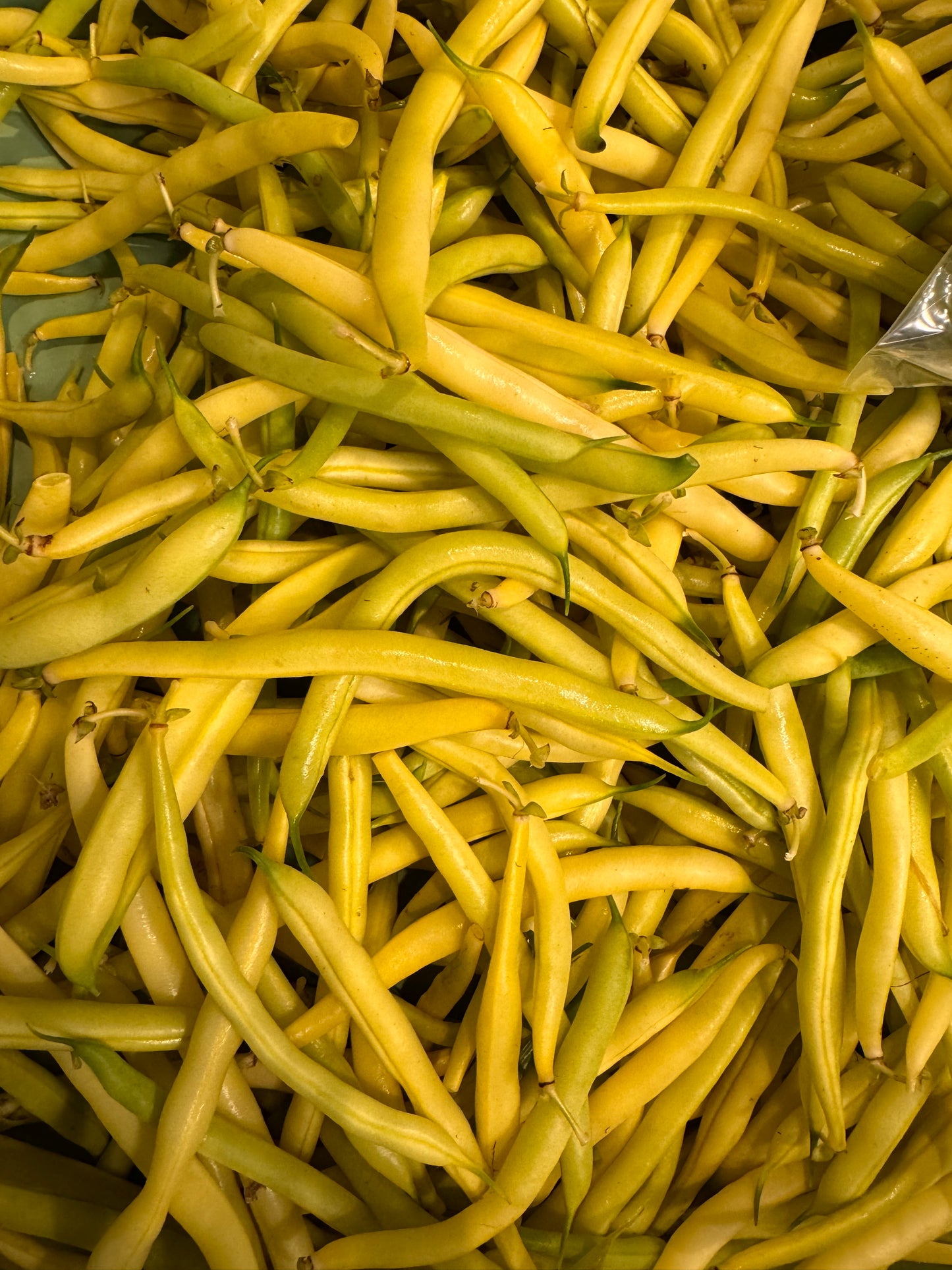 Yellow Beans