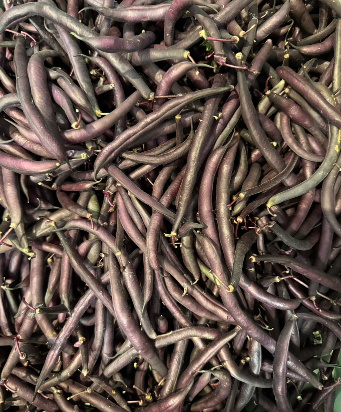 Purple Beans