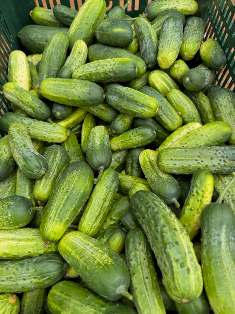 Pickling cucmbers